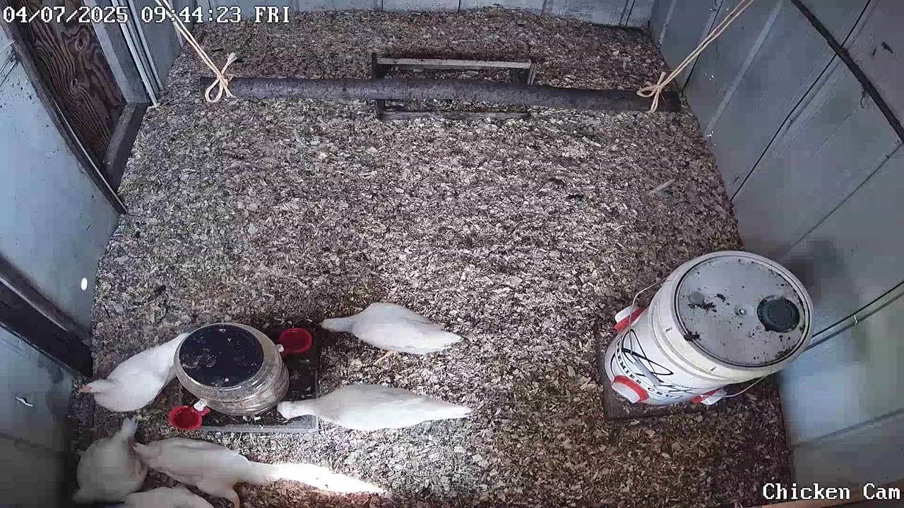 Millar Time Chicken Cam
