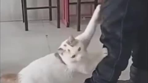 These Animal Fails Will Make Your Day 😂