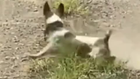 "Paws-itively Curious"