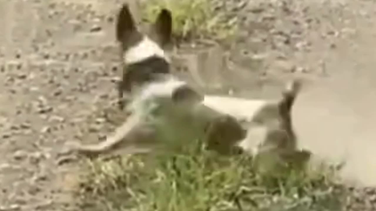"Paws-itively Curious"