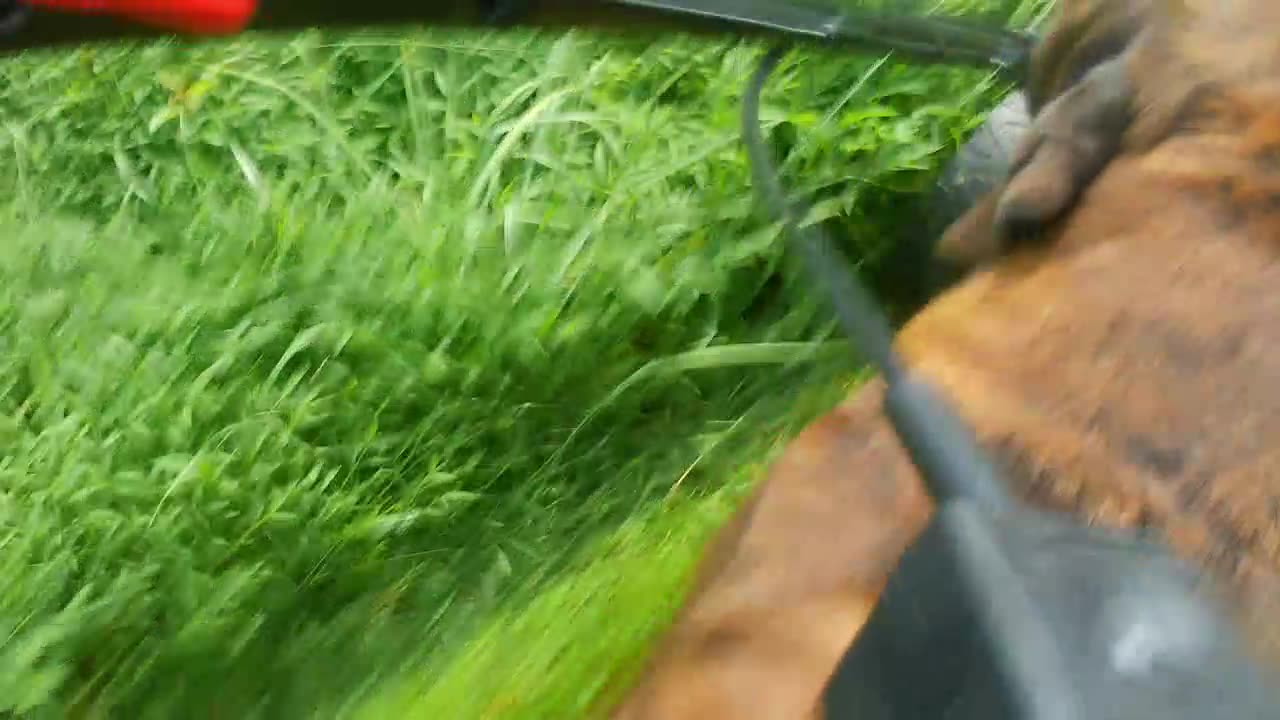 Otto, the Boerboel Mowing Dog