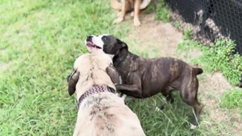 🐕🐾 “Cute & Funny Pets Compilation |