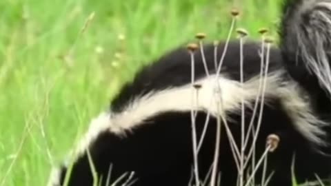 😊 MOFETA O ZORRILLO TÓTEM 😊