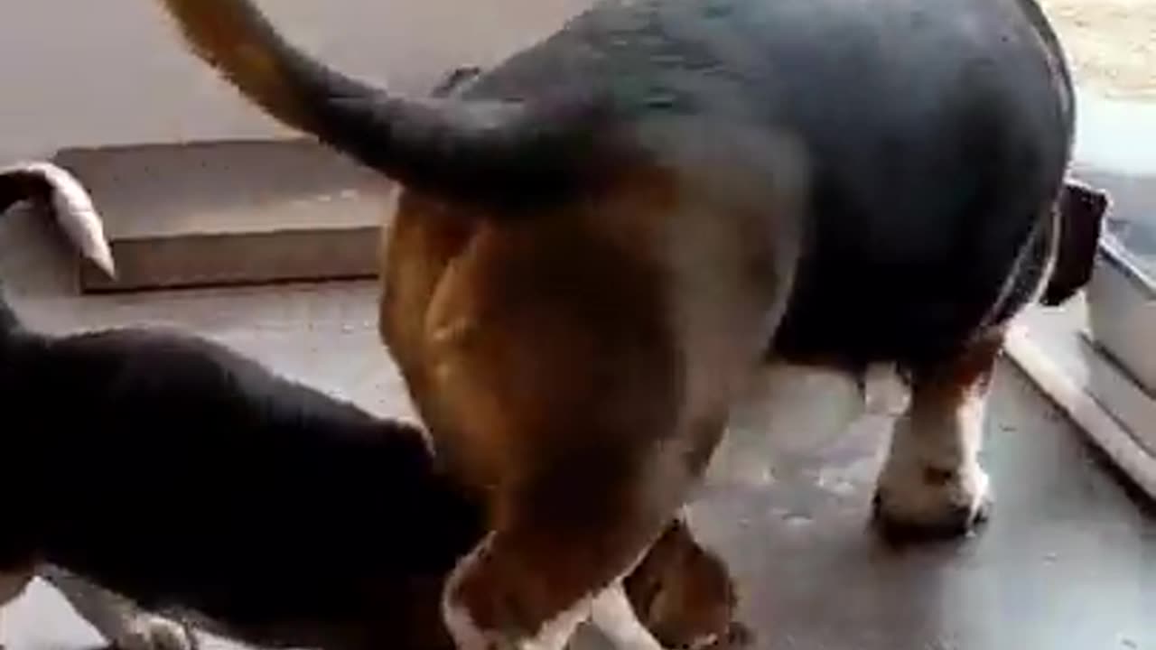 puppy with her mother dog