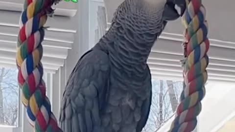 Parrot Says “Uh-oh, Dad Farted!” 😂 Funniest Talking Bird Ever