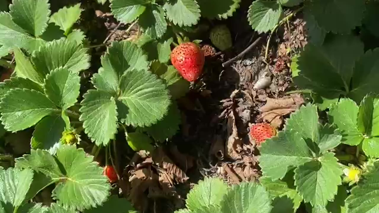 Strawberry garden portugal