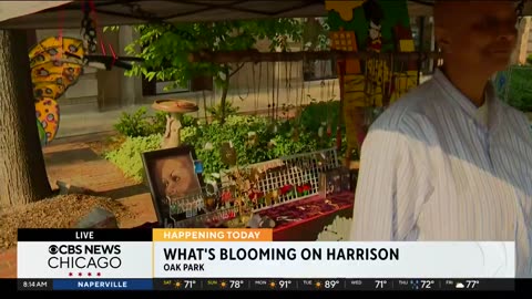 What's Blooming on Harrison Street Fest happening in Oak Park