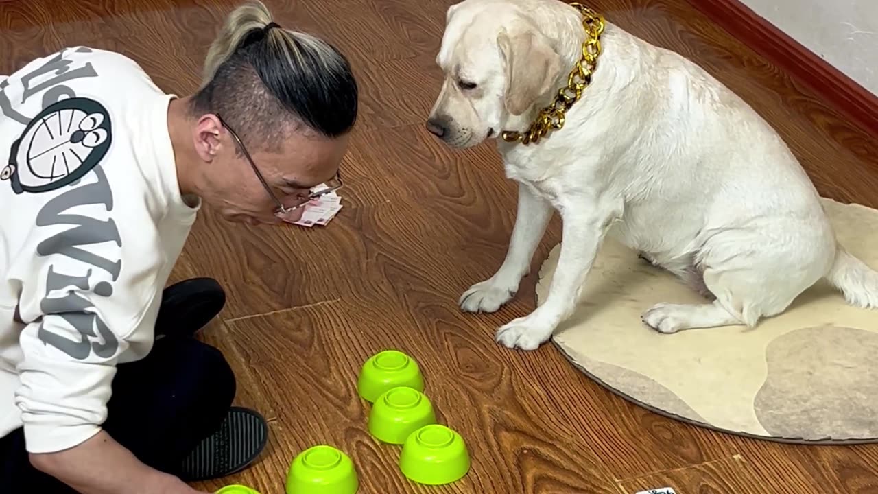 这狗成精啦！隔碗猜麻将全中 This dog is magical! Guessing Mahjong across the table and hitting every time