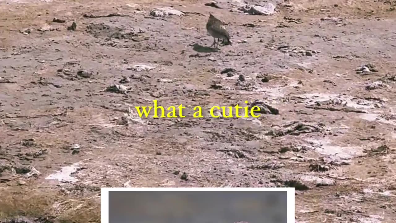 🤯🦜 Wait Until You See This Unexpected Birdwatching Twist! | FunFM