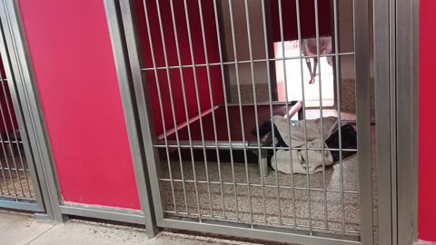 Shadow 5y A694017 kennel 26 pod 1 PACC shelter Shadow could hardly wait 4 his doggie walk20250716486