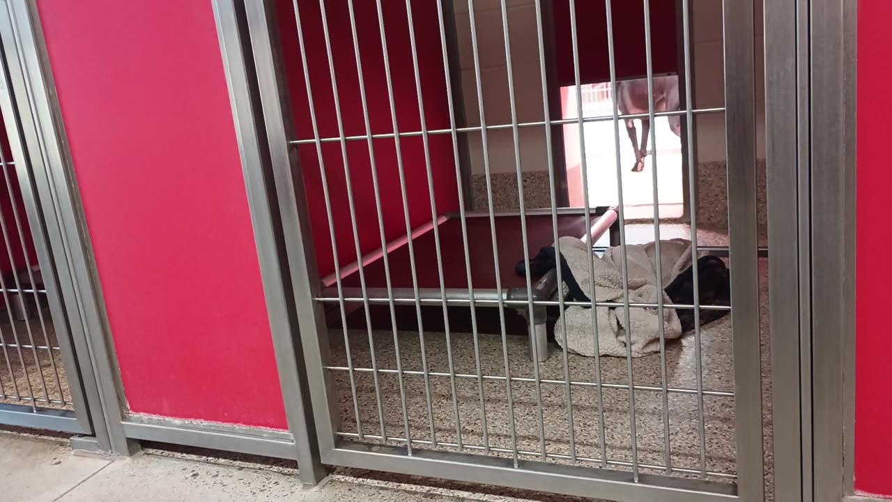Shadow 5y A694017 kennel 26 pod 1 PACC shelter Shadow could hardly wait 4 his doggie walk20250716486