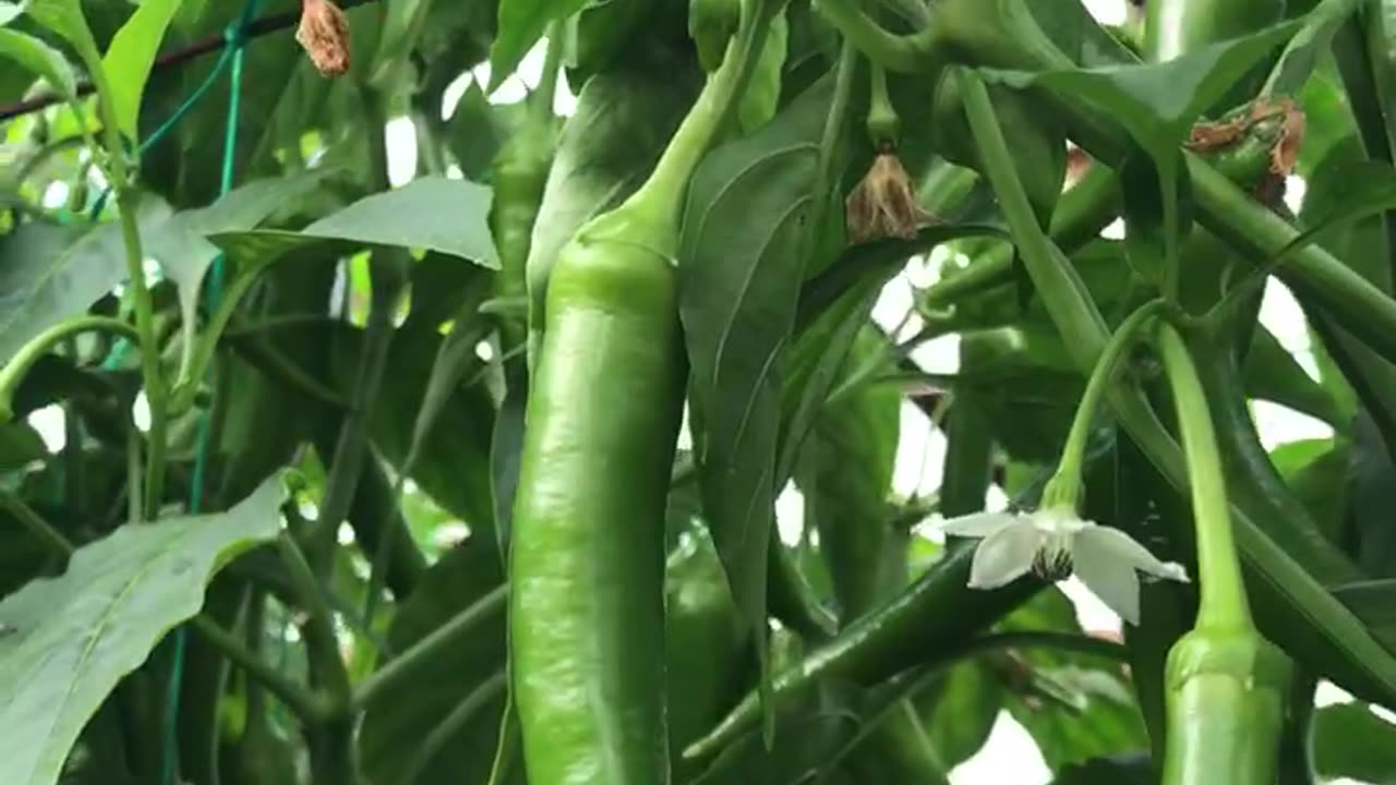 Long pepper greenhouse
