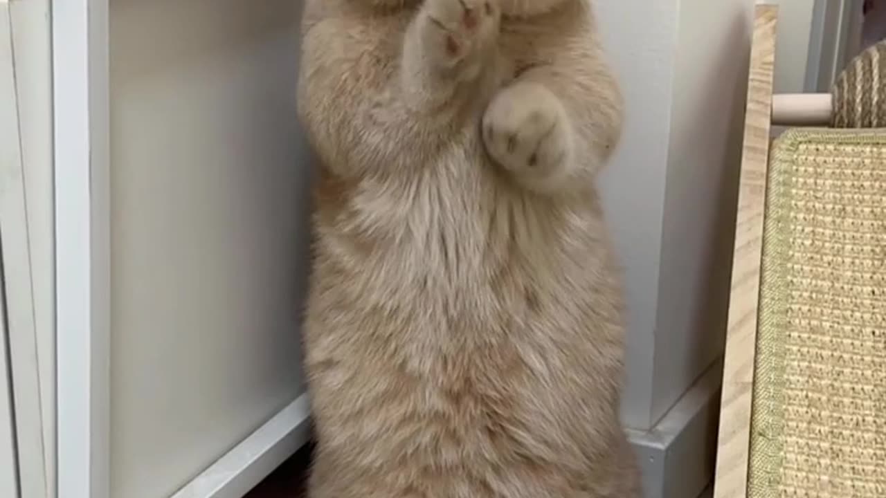 Cats funny video