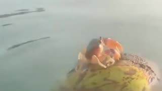 🤯🦀 You Won't Believe This Giant Coconut Crab! | FunFM