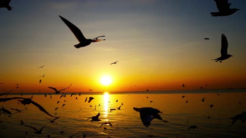 Sea, ocean, seagulls,sunset and migratory seagulls