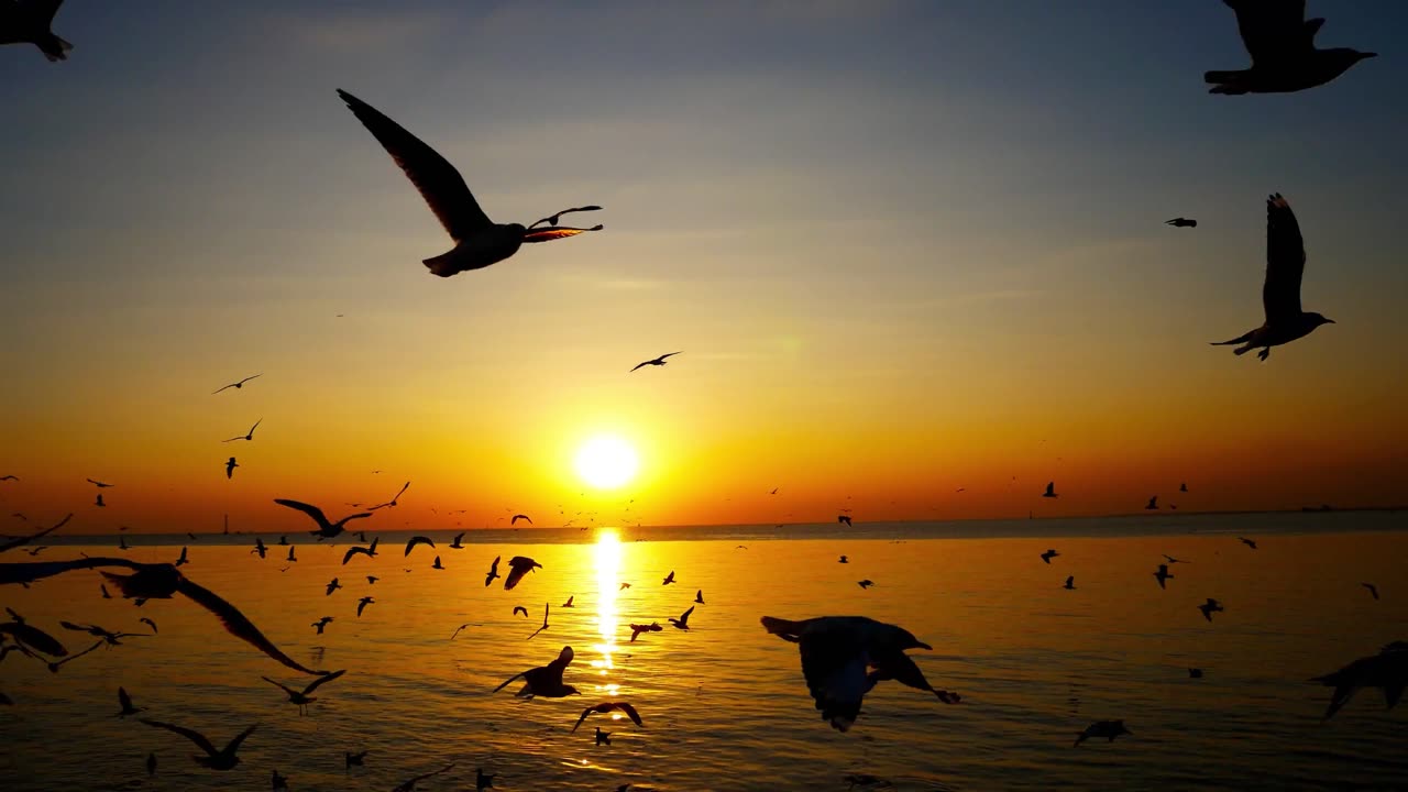 Sea, ocean, seagulls,sunset and migratory seagulls