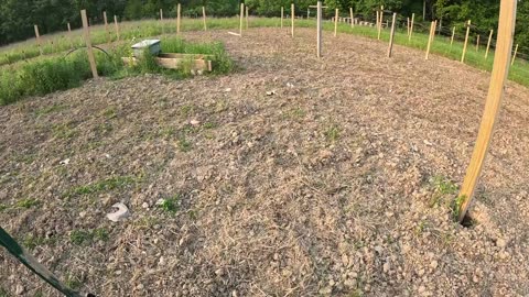 Early June Bee Yard Update