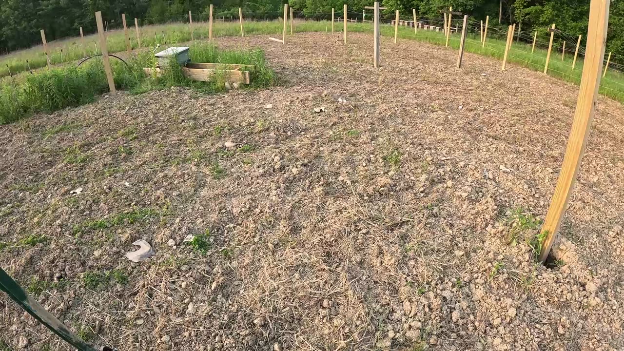 Early June Bee Yard Update