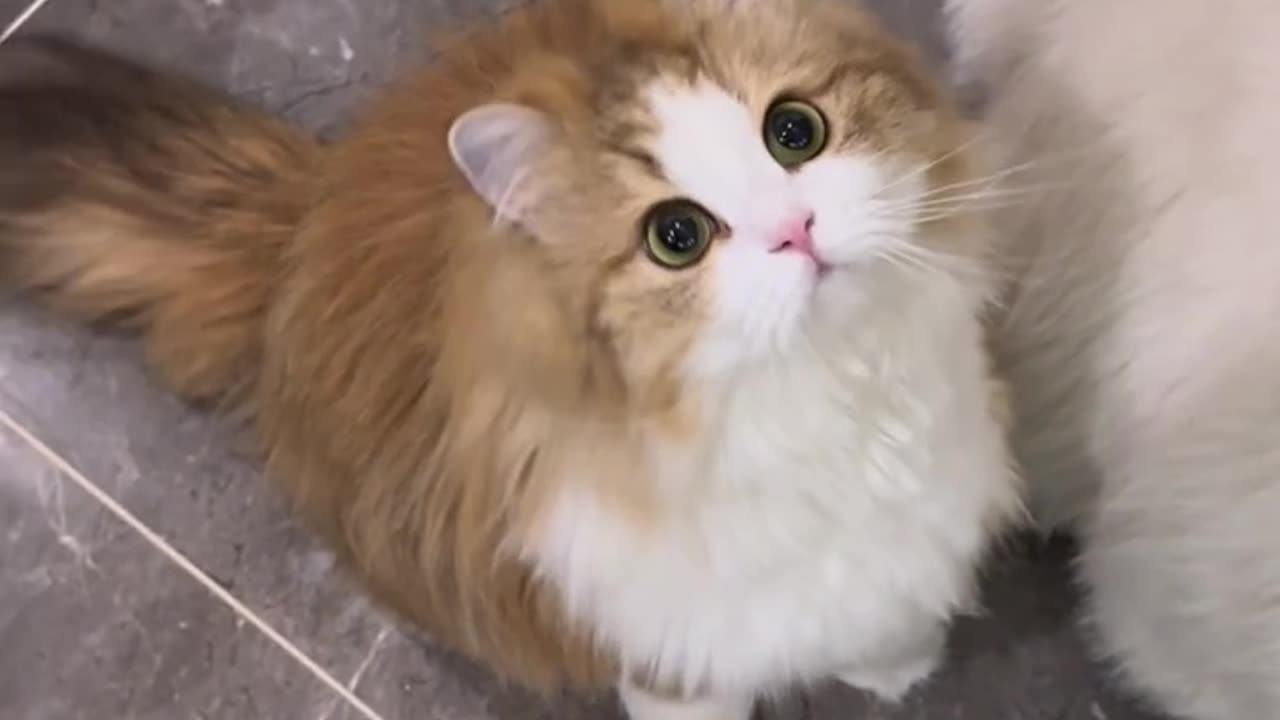 📹 Trending Chinese Viral Videos | Funny, Emotional & Shocking Moments