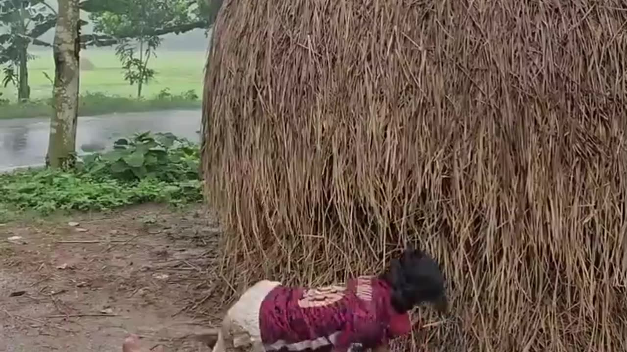 Funny Video (Follow My Channel)