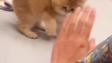 Cat Tries To Be Scary