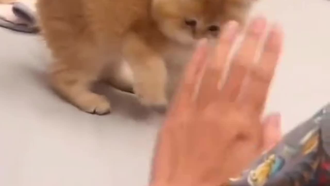 Cat Tries To Be Scary