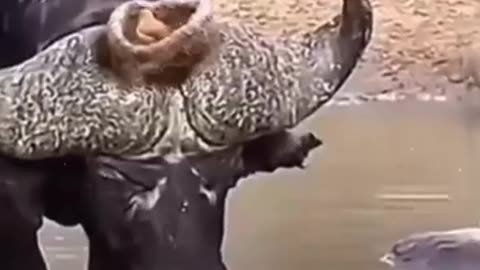 Playful Mischief Pets