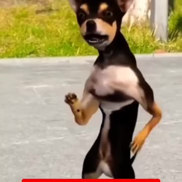 PATLI KAMARIYA 🤣 FUNNY ANIMAL VIDEO 🤣🤣 #patlikamariya #animals #funny #cat #trending