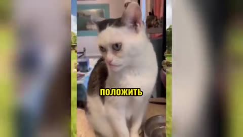 Viral videos, a selection of funny videos with cats and dogs in Russian.