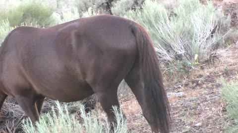 Filming horses, as well as the beautiful sky that looks kinda purple due to camera color adjustments