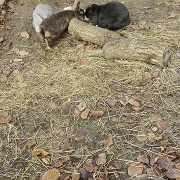 Bunny Whiskers Twitching – Zoomed In