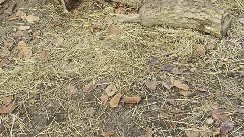 Bunny Whiskers Twitching – Zoomed In