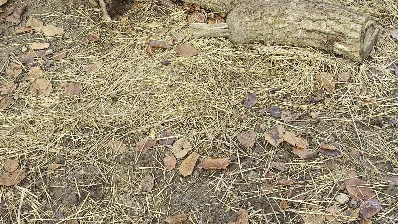 Bunny Whiskers Twitching – Zoomed In