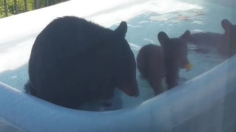 Mama Bear and Her Cubs Playing in Porch Kiddie Pool
