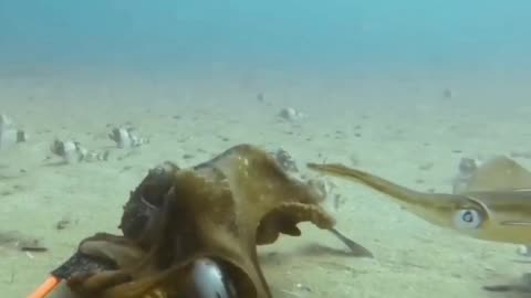 Off the coast of Australia, a "hugging" octopus was filmed.