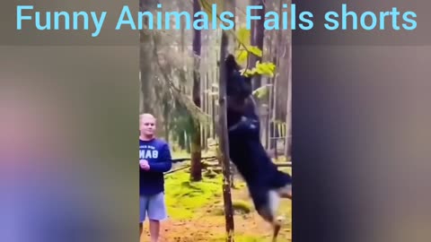 Funny Animals Fails shorts