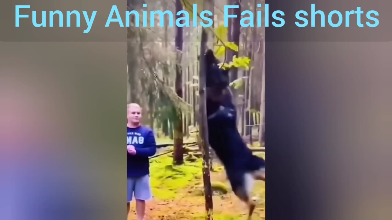 Funny Animals Fails shorts