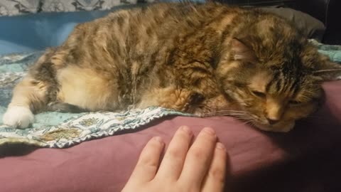 The Ultimate Chill: Cat Reaches Level 1000 of Relaxation