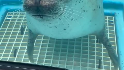 Seal Core 🦭💗