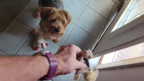 Batman is fed up with squeak toys! #funnydogs #yorkies