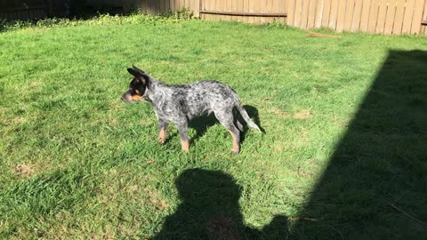 Yuma tail chase