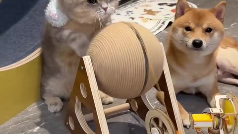 Cats on the Clock, Dogs on Vacation! 😹🐶 Hilarious Work-Play Showdown #Shorts