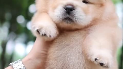 Pomeranian puppy
