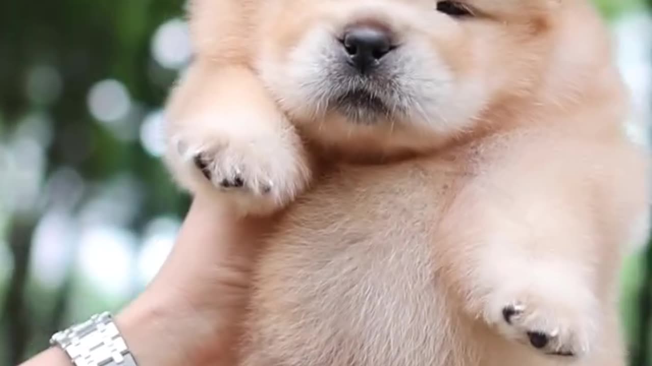 Pomeranian puppy