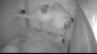 Chicken Live Stream