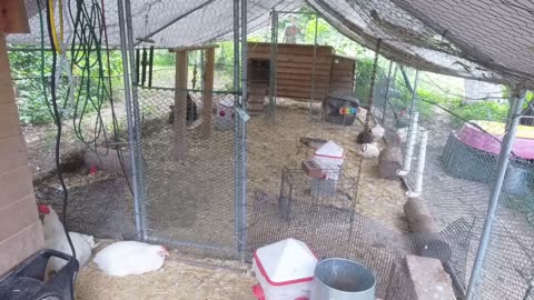Chicken Live Stream