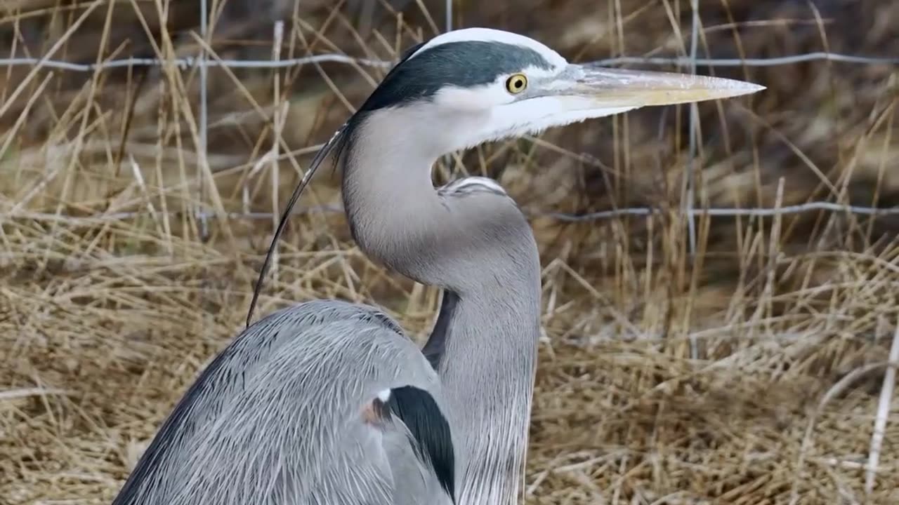 Birds videos #bird#birds