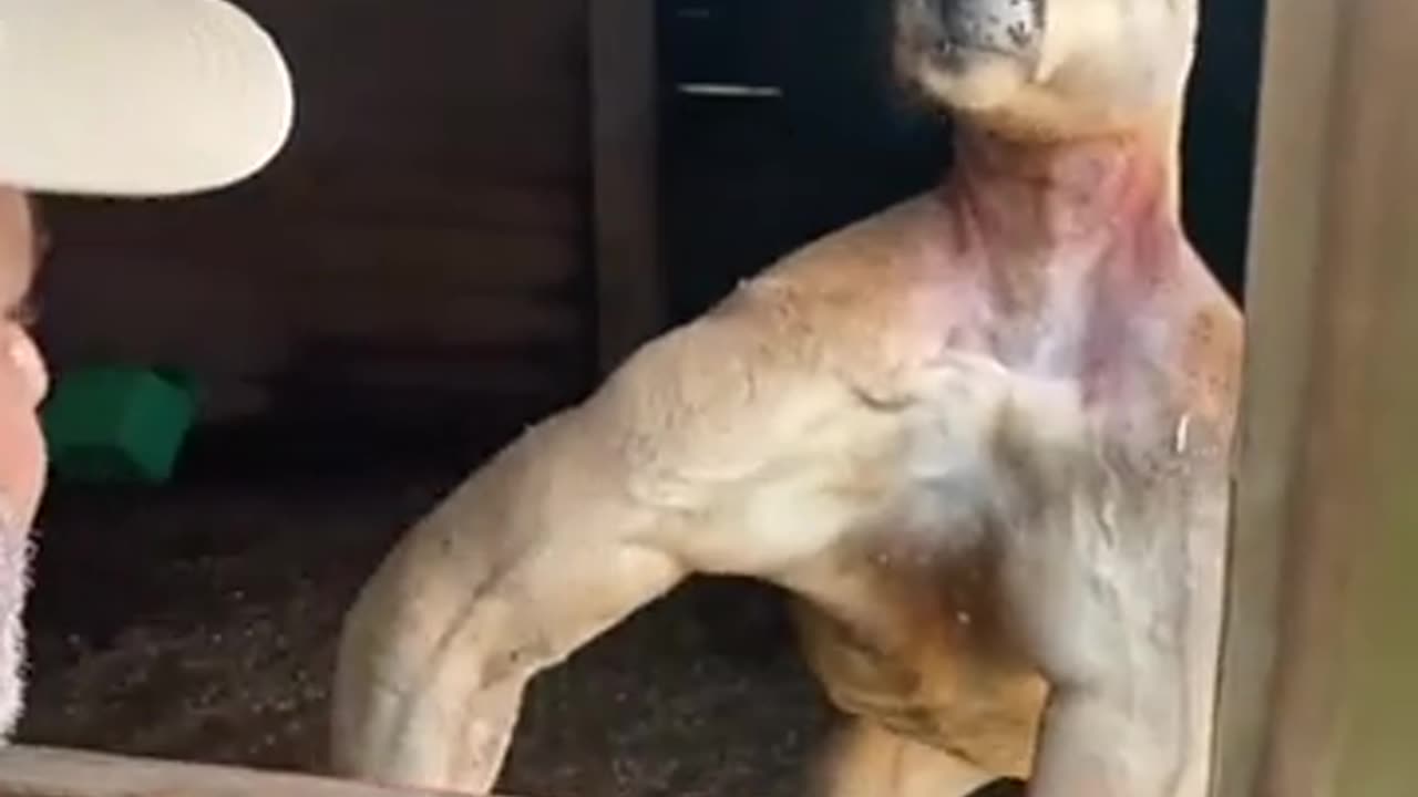 BUFF KANGAROO