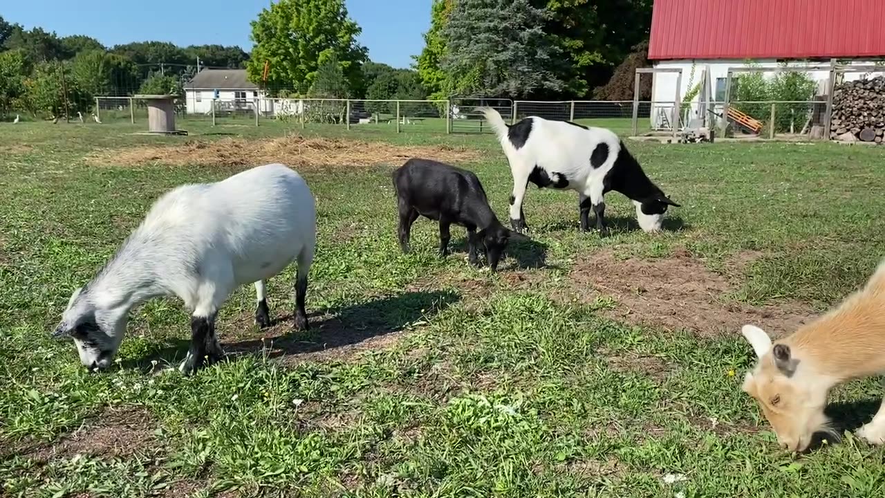 Goats