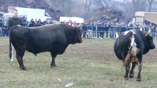 Peran od Porča vs Zećo od Šišića Zimča 2025